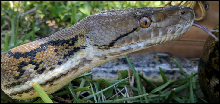 reticulated python eating human