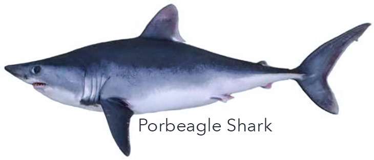 Porbeagle shark outlet watch