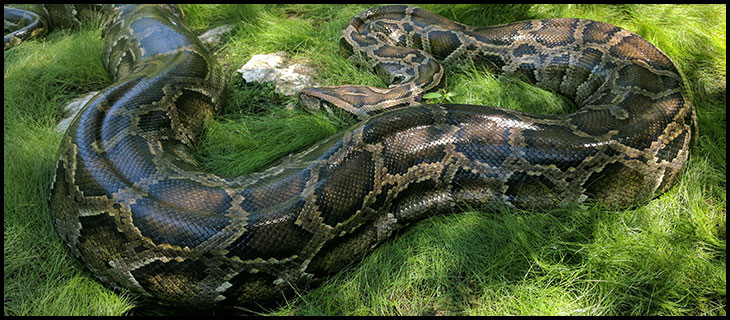 burmese python eats deer