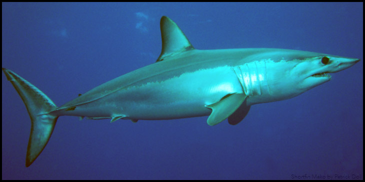 porbeagle shark vs mako