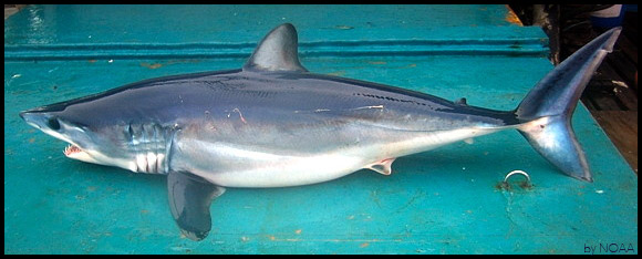 shortfin mako shark