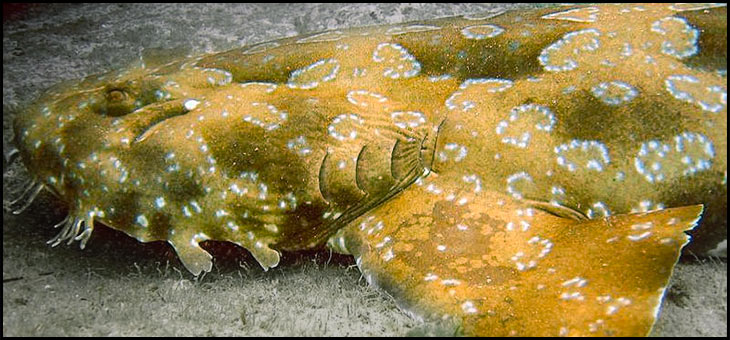 The Spotted Wobbegong: Detailed Information and Description