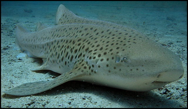 leopard shark