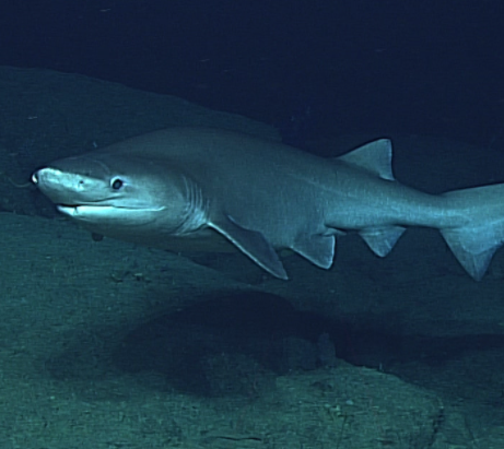 pacific sleeper shark teeth