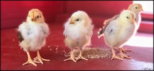 delware chicks and rhode island red chickens