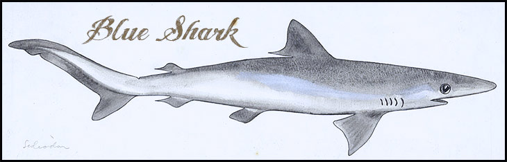 blue shark drawing