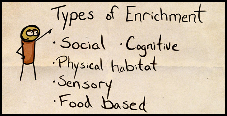 5 Types of Enrichment for Dogs with Examples