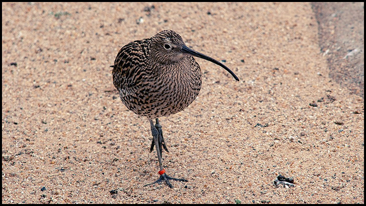 8 Interesting Facts About New Zealand Wildlife Untamed Science