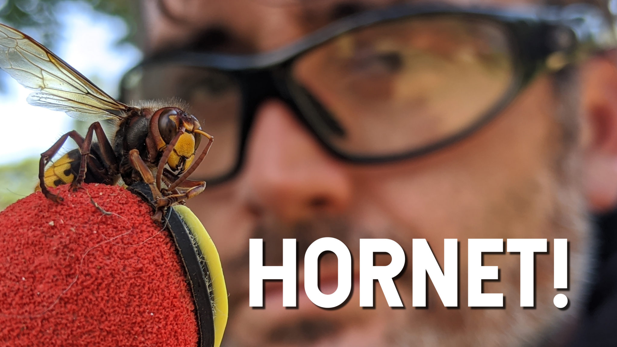 European Hornet - Untamed Science