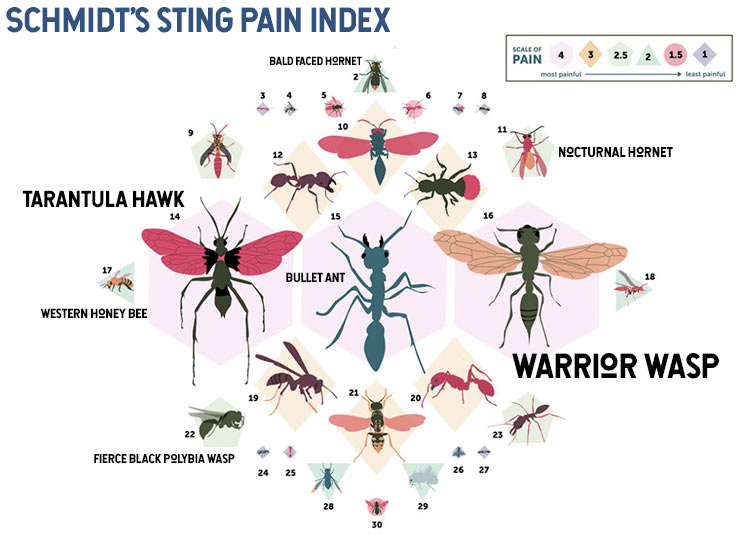 european hornet sting