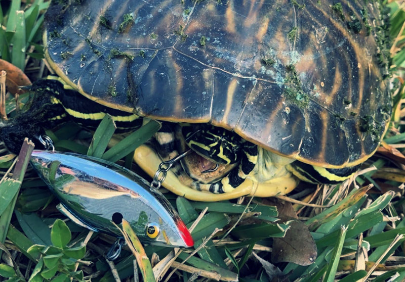 How to have a smaller impact on our small pond wildlife - Untamed