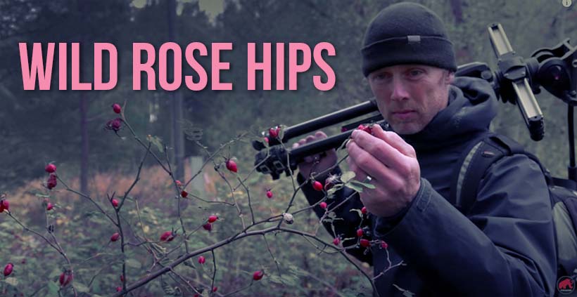 Jonas Stenstrom with wild rose hips