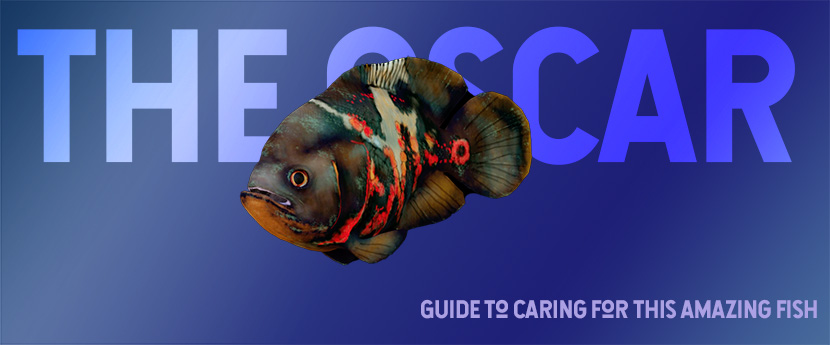 oscar fish food list
