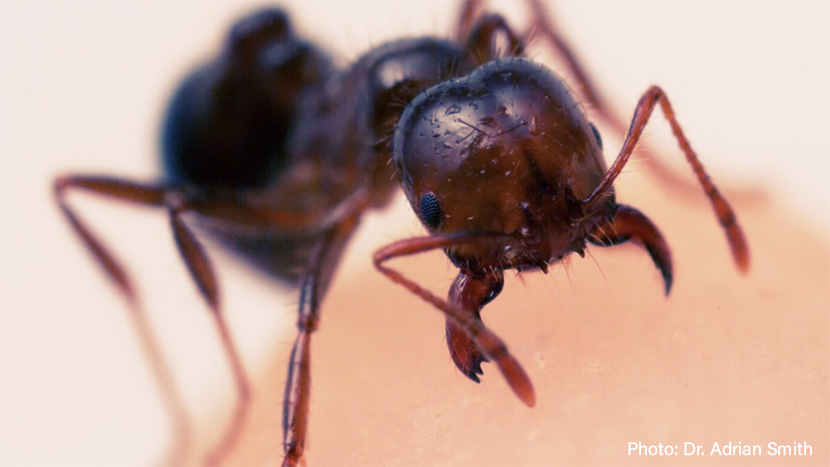 fire ant stings finger