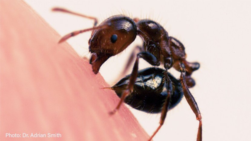 fire ant stinging finger