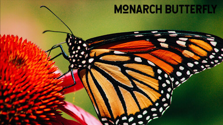 Monarch_mimicry - Untamed Science