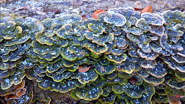 brightly Colored mushrooms