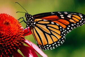 Monarch Butterfly Aposematism