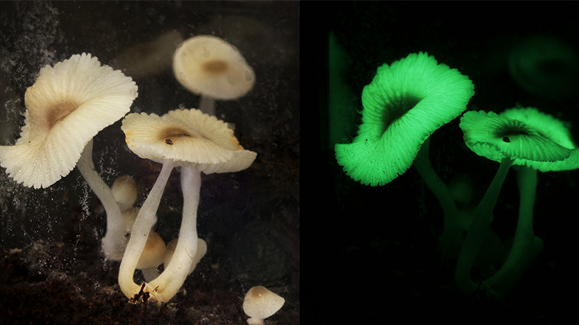 armillaria mellea bioluminescence