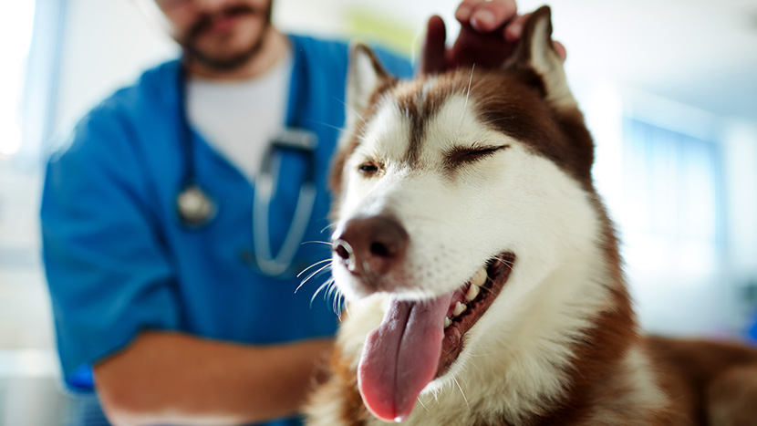 Husky dog relaxed with the tongue out while a vet checks it over 