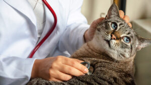 A relaxed cat is check by a vet with a stethoscope
