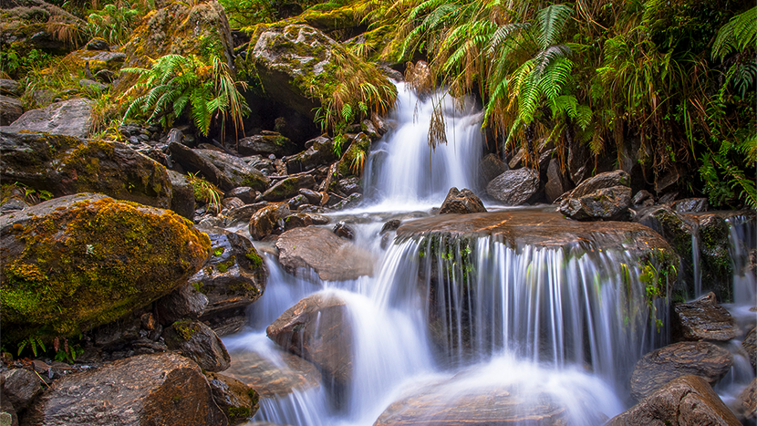 Explore the Wonders of Tropical Rainforest Ecosystems