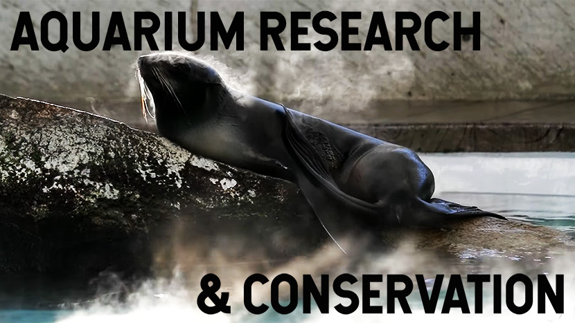 TEXT; AQUARIUM RESEARCH AND CONSERVATION A fur seal sits on a rock out of the water. Steam comes off their warm body 