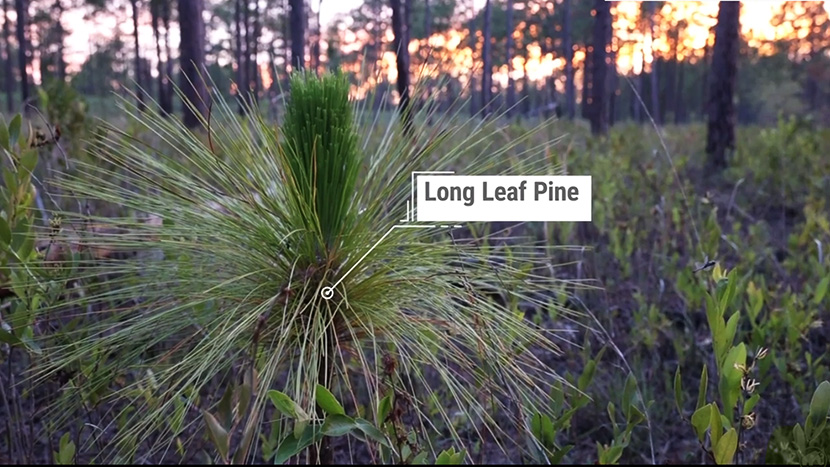 A longleaf pine sapling in gopher frog habitat