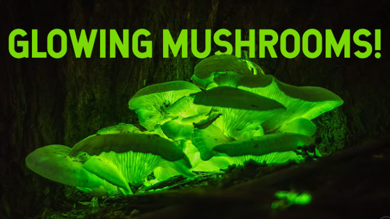 Glowing_mushrooms_us - Untamed Science