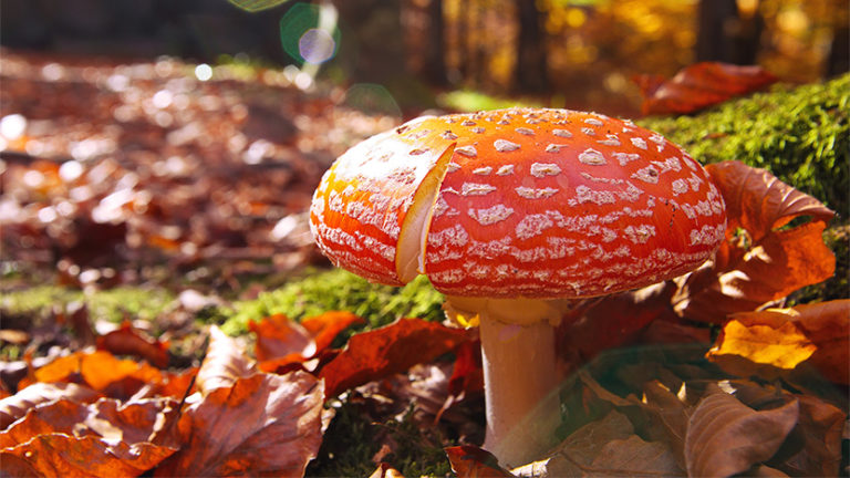 Why Do Some Mushrooms Have "Hallucinogenic" Effects?