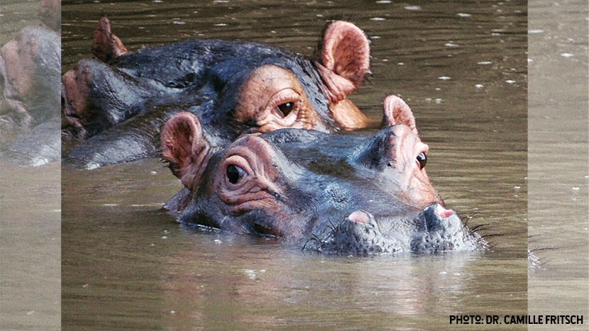 2 hippos with their eyes out of the water. Hippo biology 