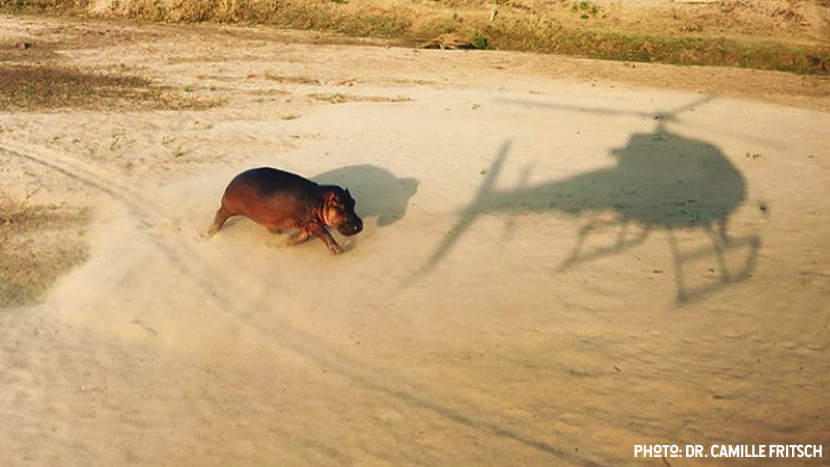 hippo runs with helicopter shadow in the background. Hippo biology