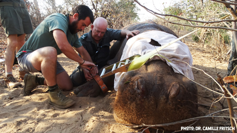 hippo biology researcher works on a tranquilized hippo 