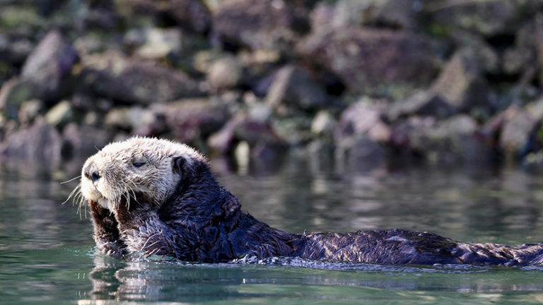 Ecology in Action: Why Keystone Species Matter