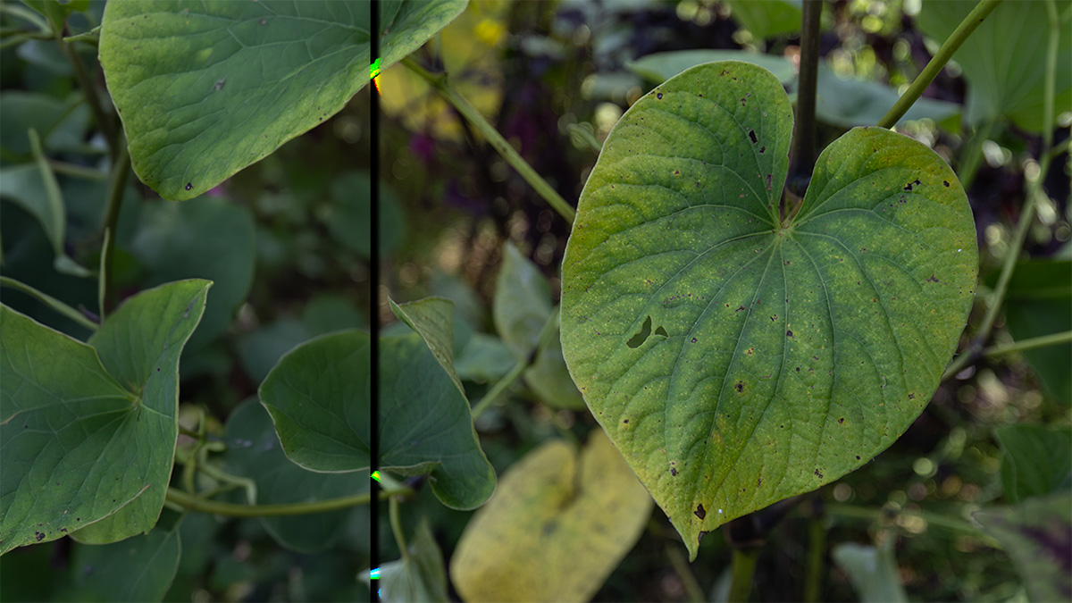 A kava leaf in a field